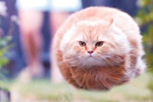 Read more about the article And you are a daughter, he says, pray, ask the Lord for a cat.