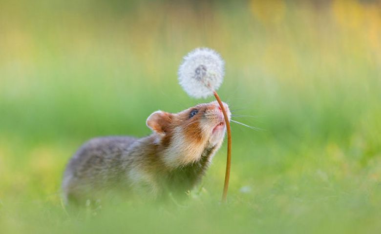 Read more about the article  Моя дочь долго просила у меня хомяка